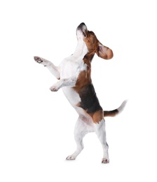 Photo of Beautiful beagle dog on white background. Adorable pet