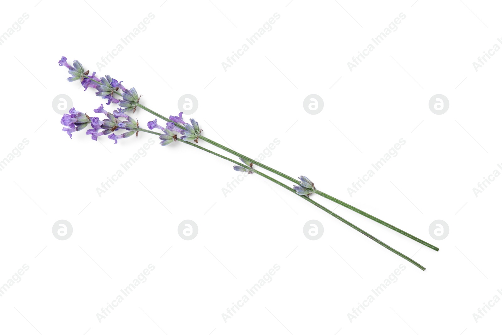 Photo of Beautiful aromatic lavender flowers isolated on white, top view