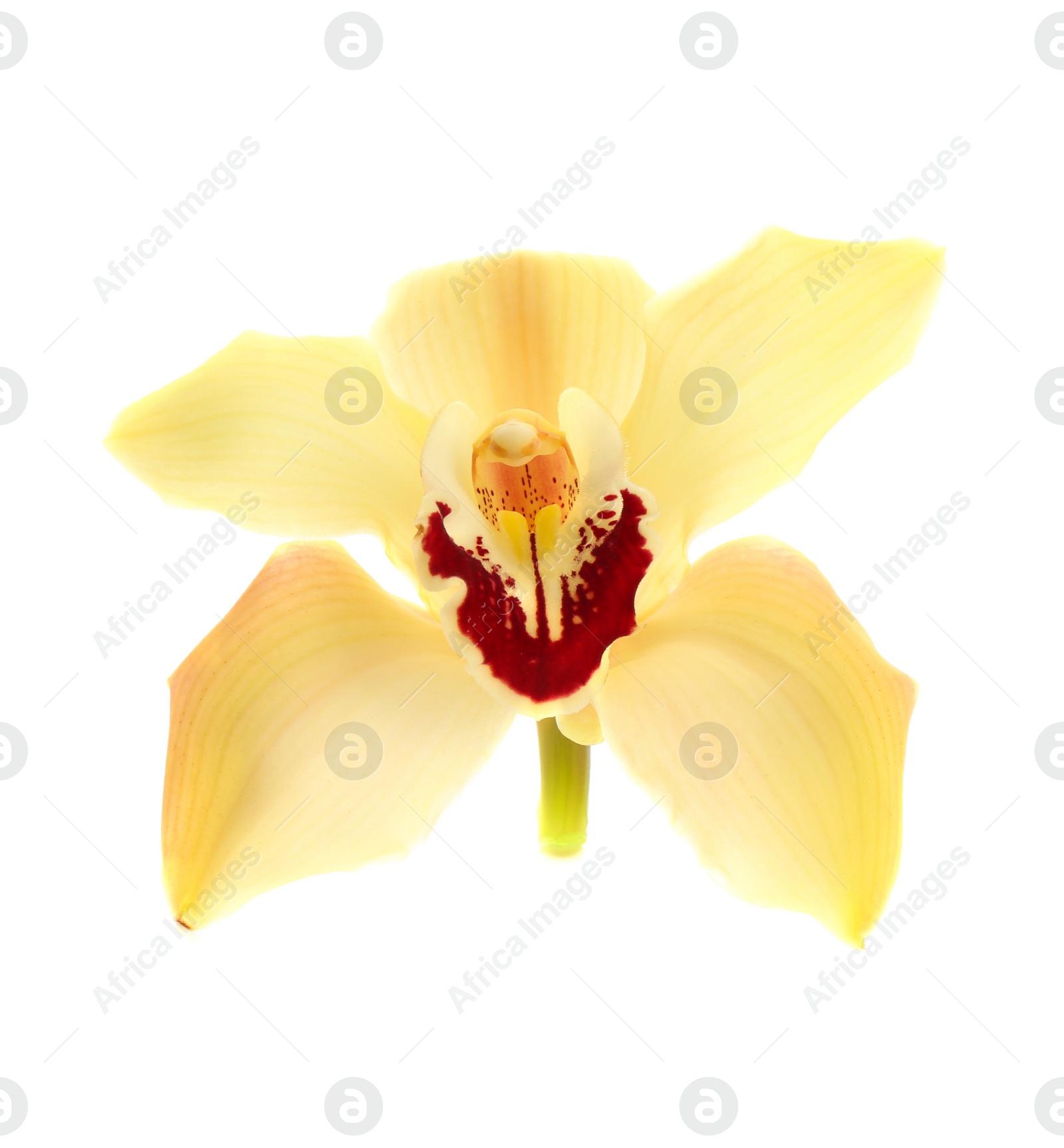 Photo of Beautiful tropical orchid flower on white background