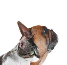 Image of Cute cat and dog on white background. Fluffy friends