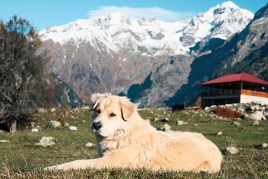 Photo of Adorable dog in mountains on sunny day