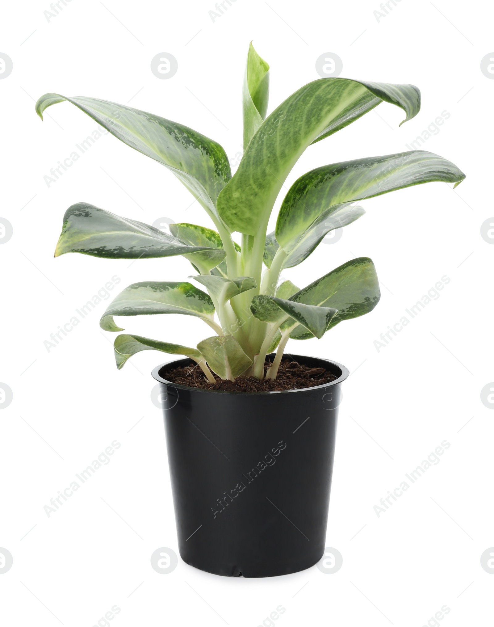 Photo of Beautiful Aglaonema plant in flowerpot isolated on white. House decor