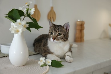 Photo of Cute cat near jasmine flowers on countertop in kitchen