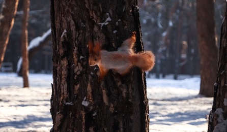 Photo of Cute squirrel on pine tree in winter forest