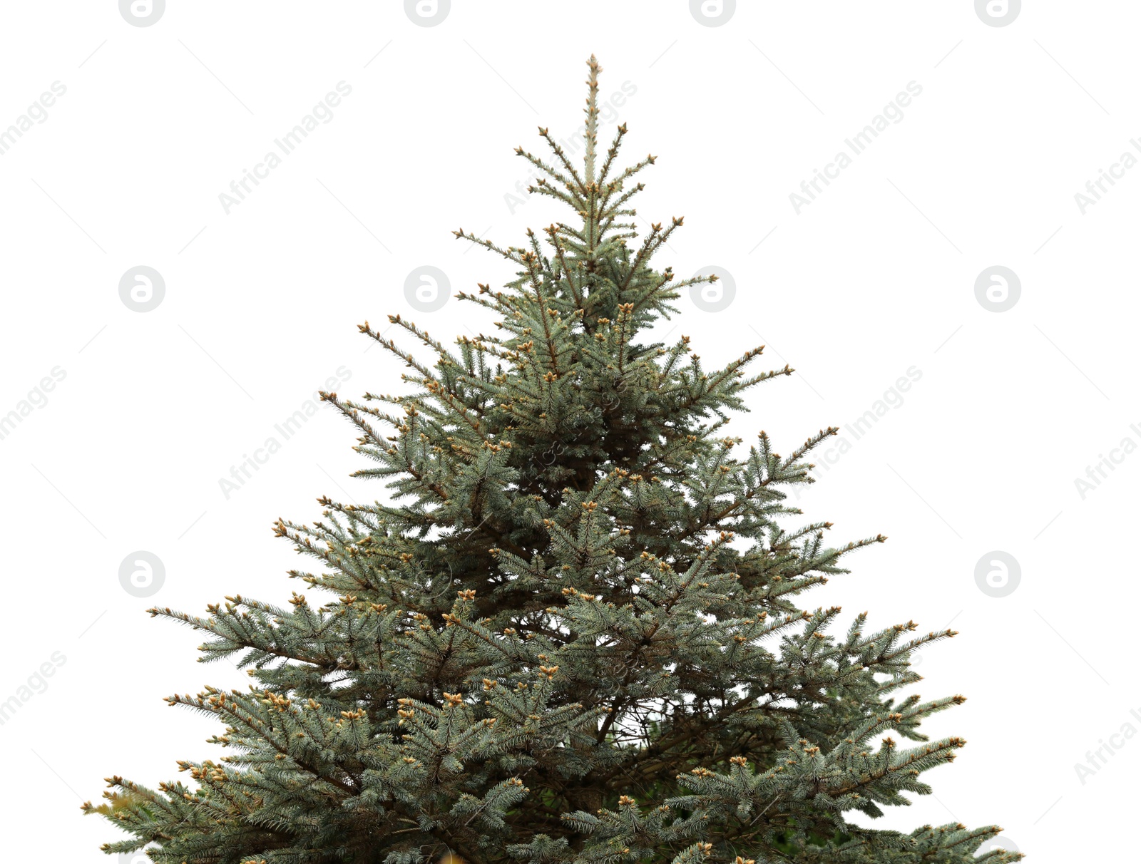 Image of Beautiful conifer tree with small cones isolated on white