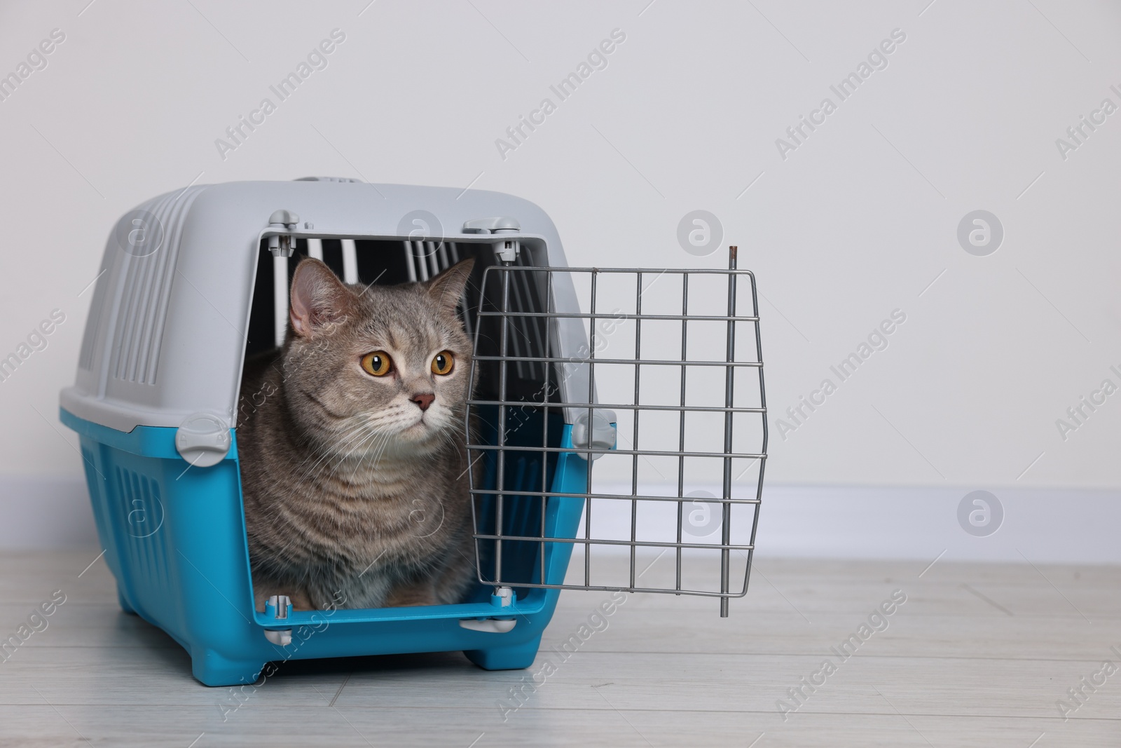 Photo of Travel with pet. Cute cat in carrier on floor near white wall indoors, space for text