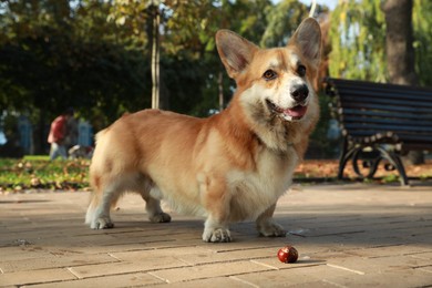 Photo of Pembroke Welsh Corgi in sunny autumn park