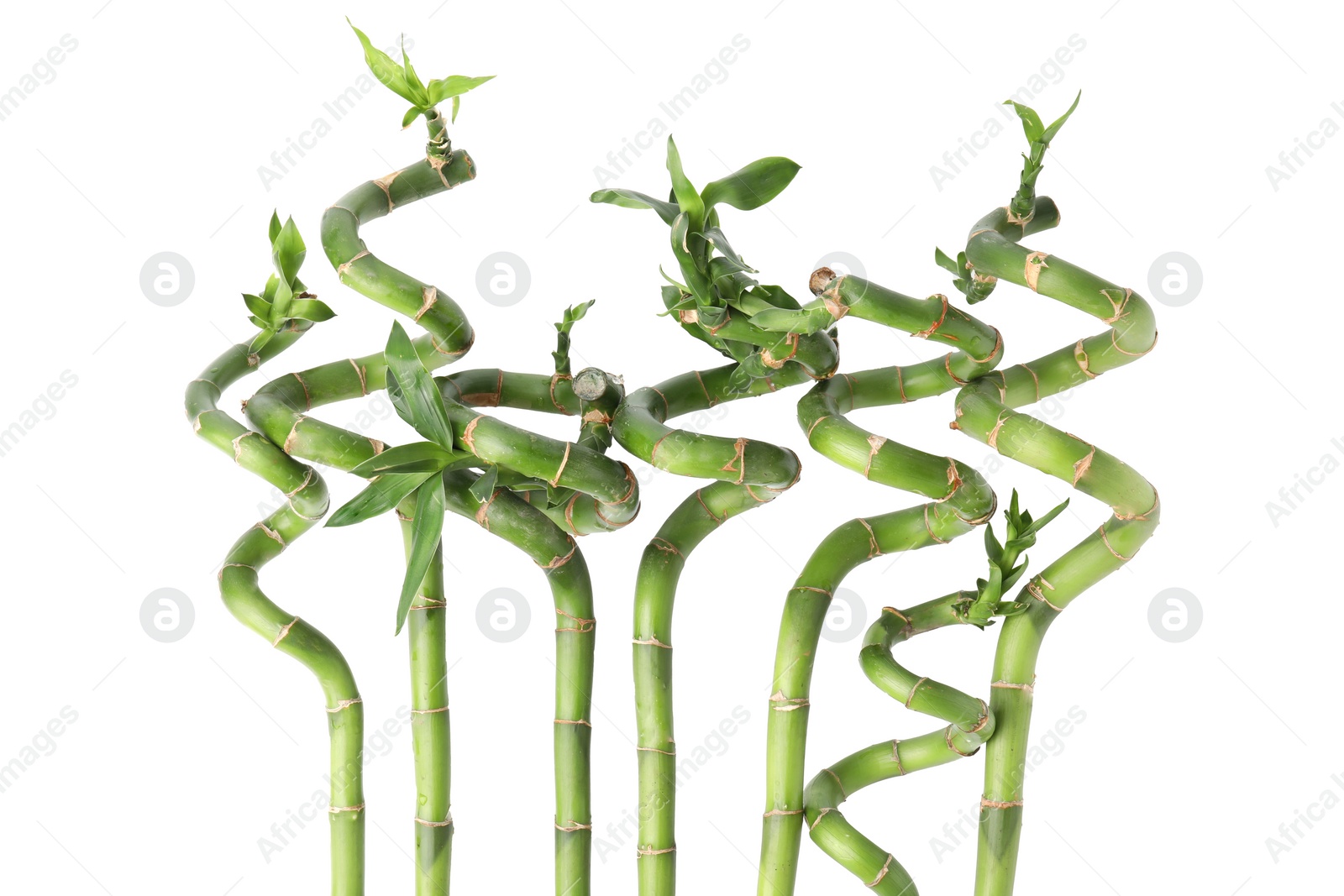 Photo of Beautiful green bamboo stems with leaves on white background, top view