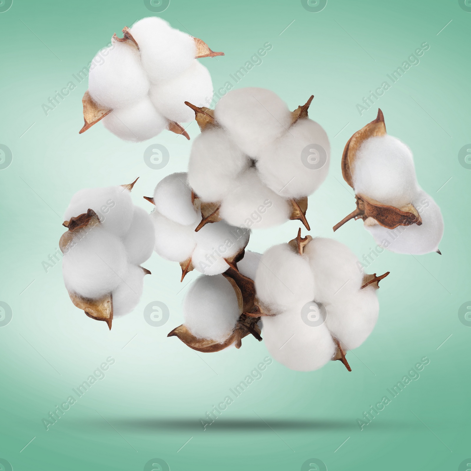 Image of Beautiful cotton flowers falling on green background