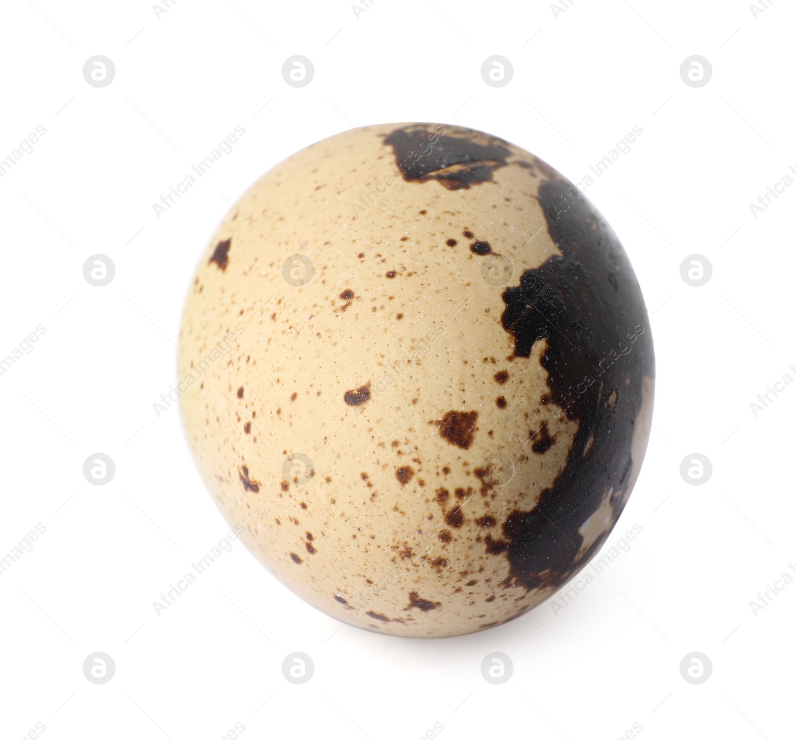 Photo of One speckled quail egg isolated on white