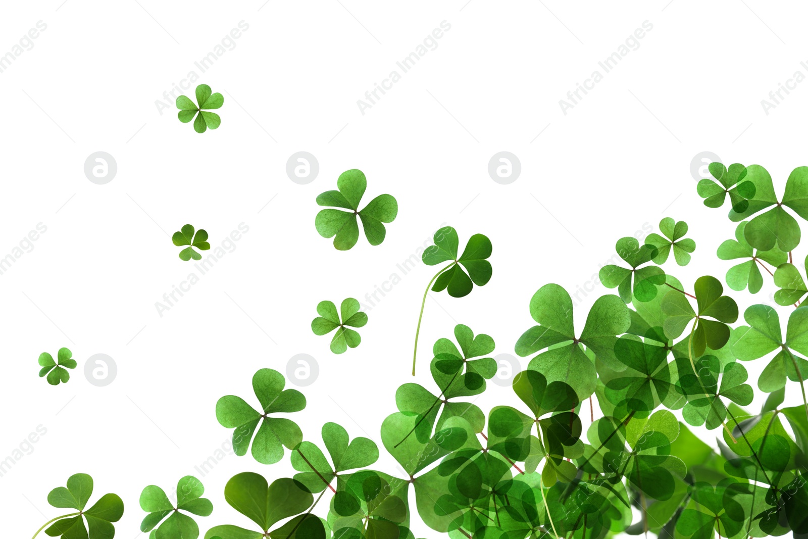 Image of Fresh green clover leaves on white background. St. Patrick's Day 