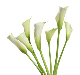 Beautiful calla lily flowers on white background