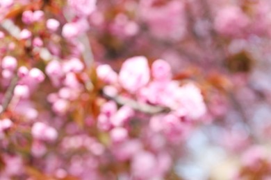 Photo of Blurred view of beautiful tree with pink blossom outdoors. Bokeh effect