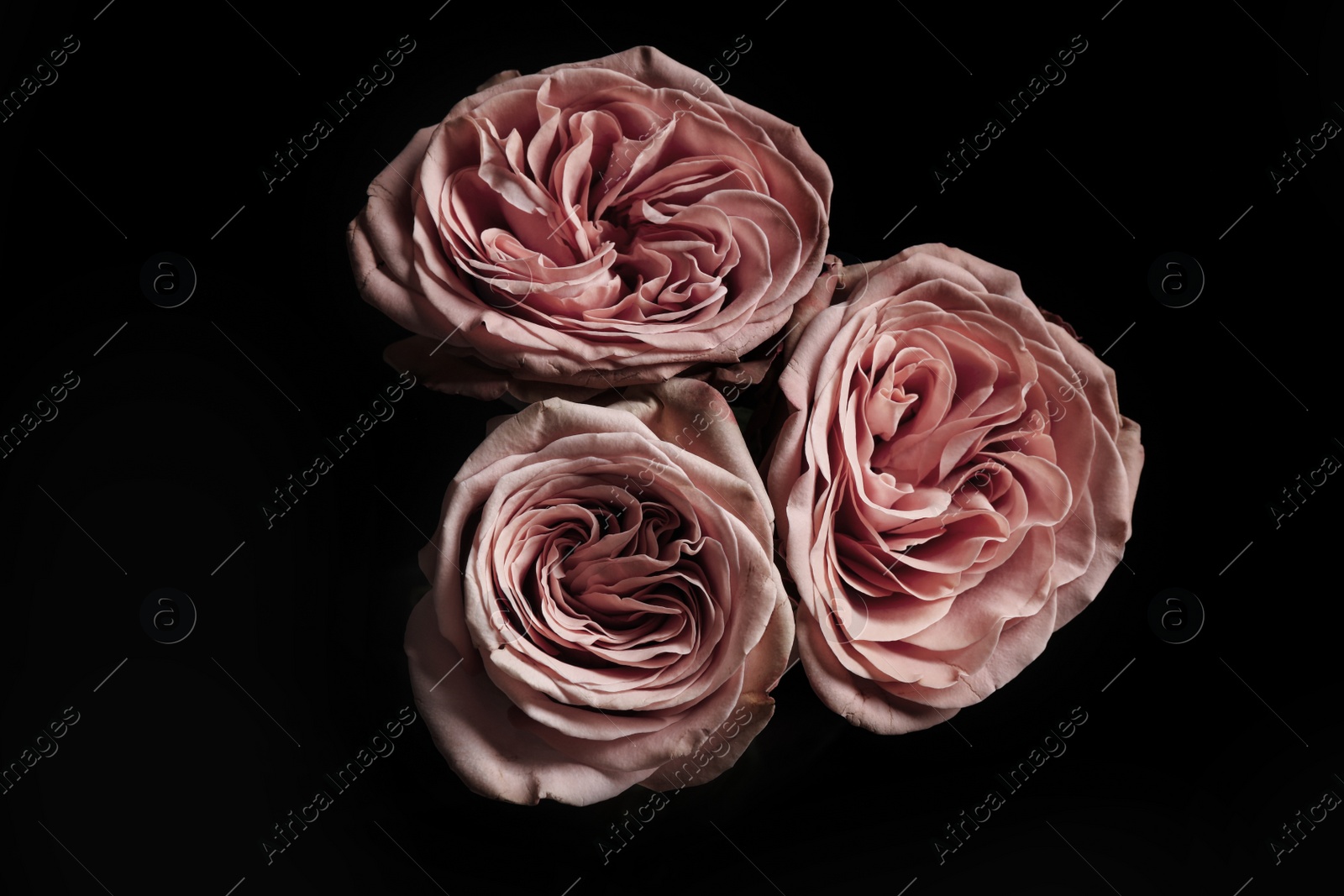 Photo of Beautiful roses on black background. Floral card design with dark vintage effect
