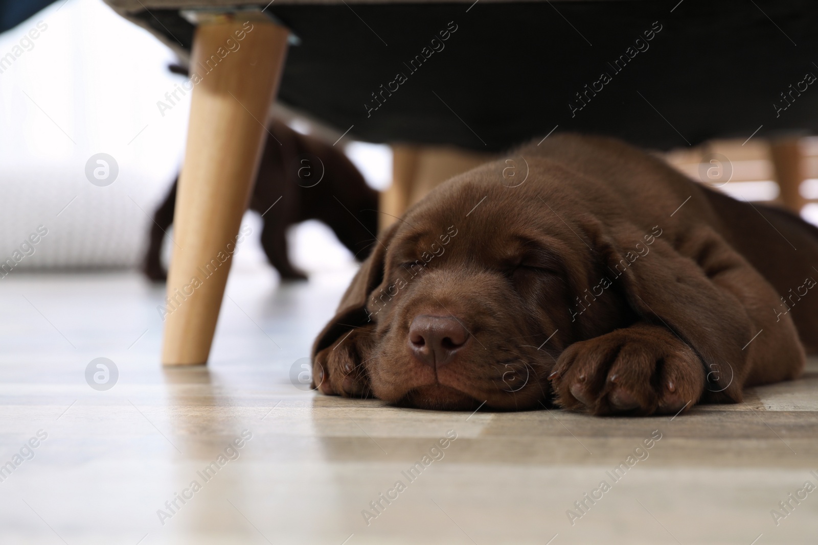 Photo of Chocolate Labrador Retriever puppy sleeping on floor at home