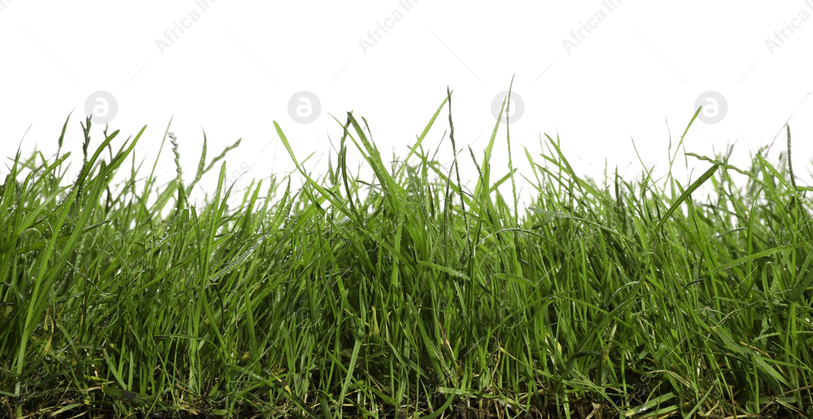 Photo of Beautiful lush green grass on white background