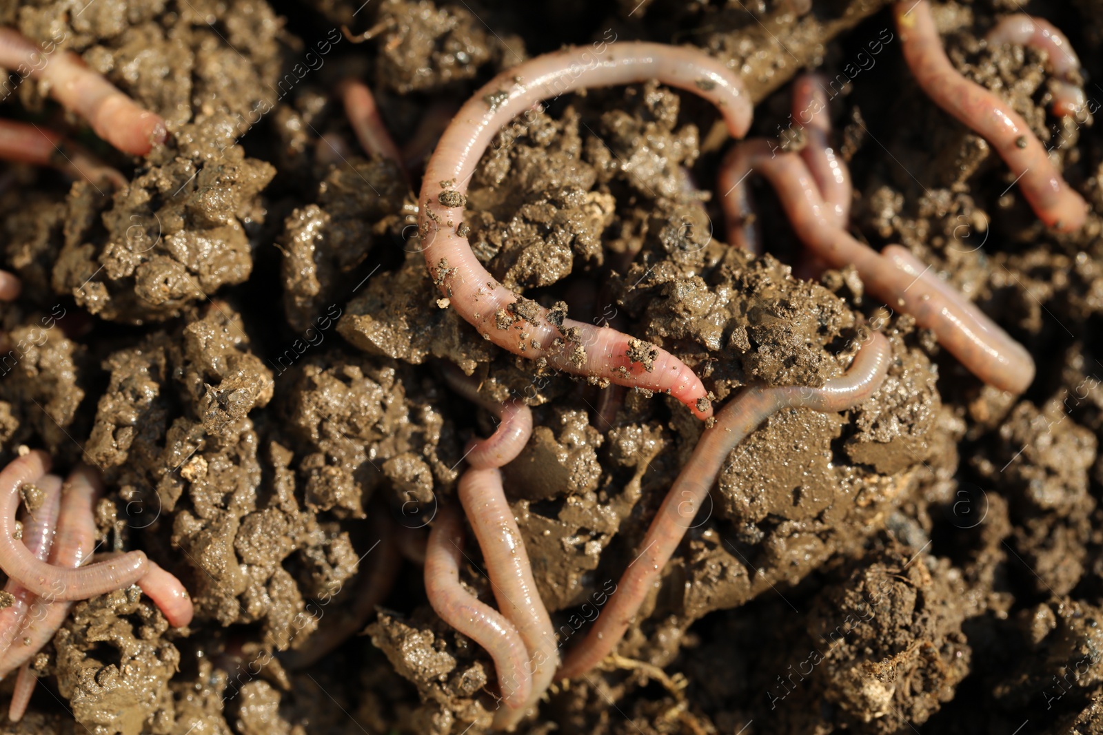 Photo of Many worms crawling in wet soil on sunny day, closeup