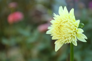 Beautiful blooming yellow dahlia flower outdoors on summer day