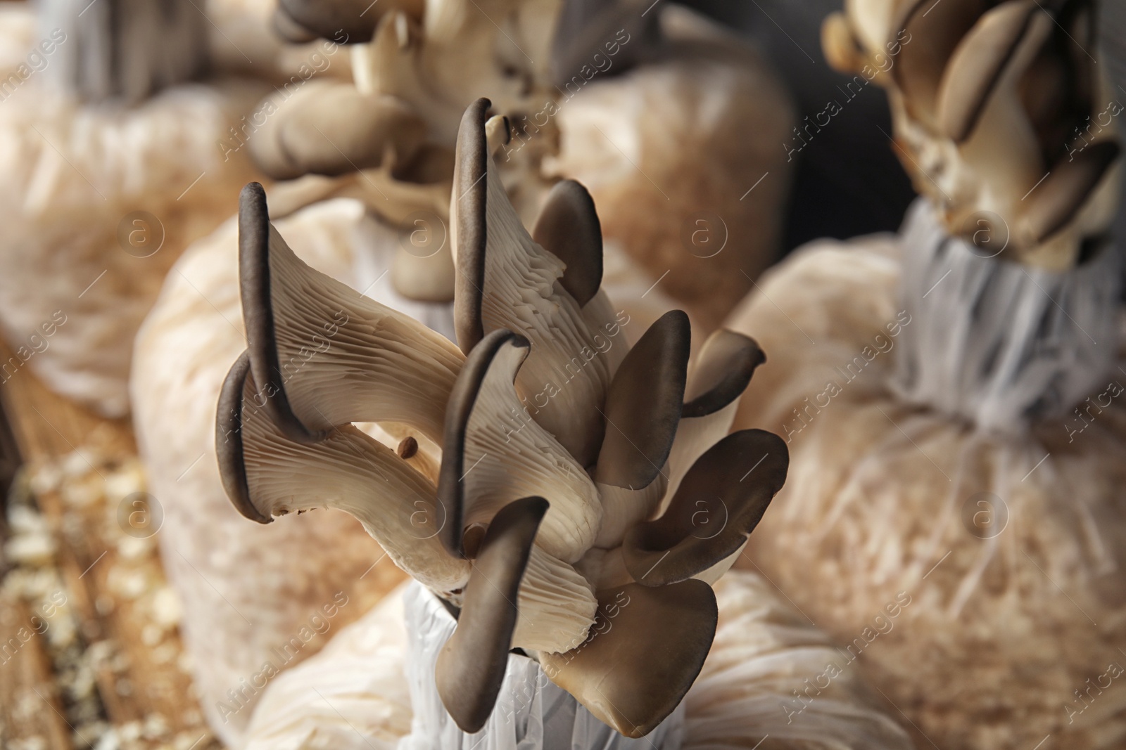 Photo of Oyster mushrooms growing in sawdust, closeup. Cultivation of fungi