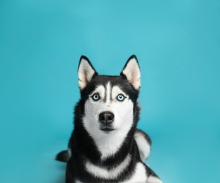 Photo of Cute Siberian Husky dog on blue background