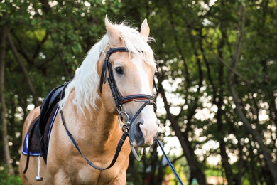 Photo of Palomino horse in bridle at green park