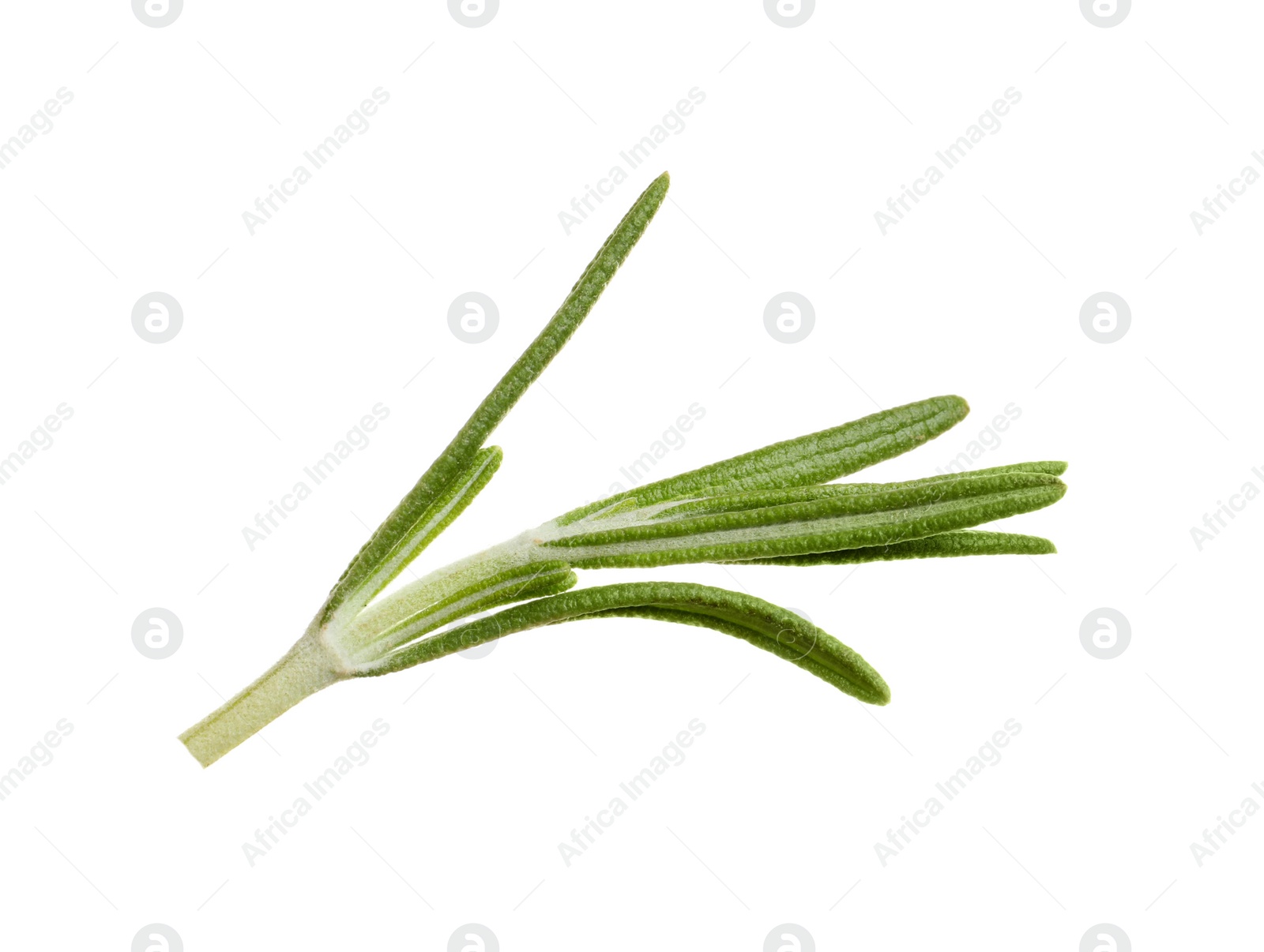 Photo of Fresh rosemary on white background