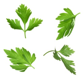 Set with green parsley leaves on white background