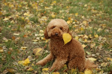 Photo of Cute fluffy dog with yellow leaf on green grass outdoors. Adorable pet