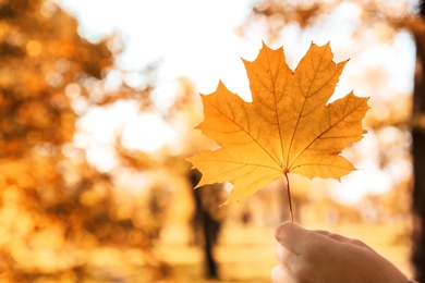 Woman holding autumn leaf in park. Space for text