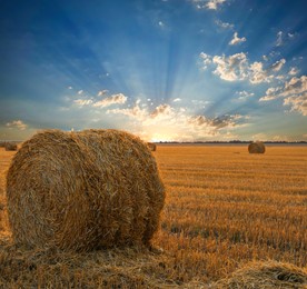 Image of Hay bales in golden field under beautiful sky at sunrise