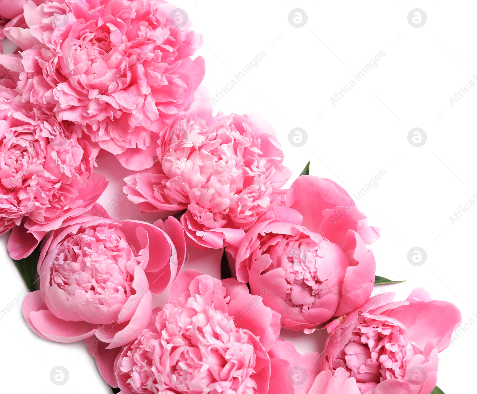 Photo of Beautiful fragrant peony flowers on white background