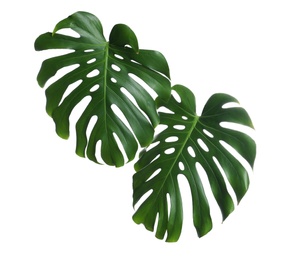 Green fresh monstera leaves on white background. Tropical plant