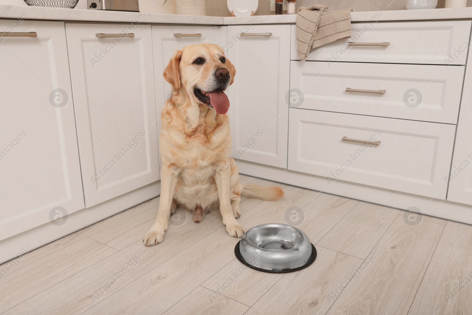 Photo of Cute Labrador Retriever waiting near feeding bowl on floor indoors