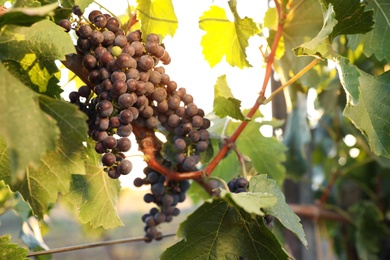 Photo of Bunch of ripe juicy grapes on branch in vineyard