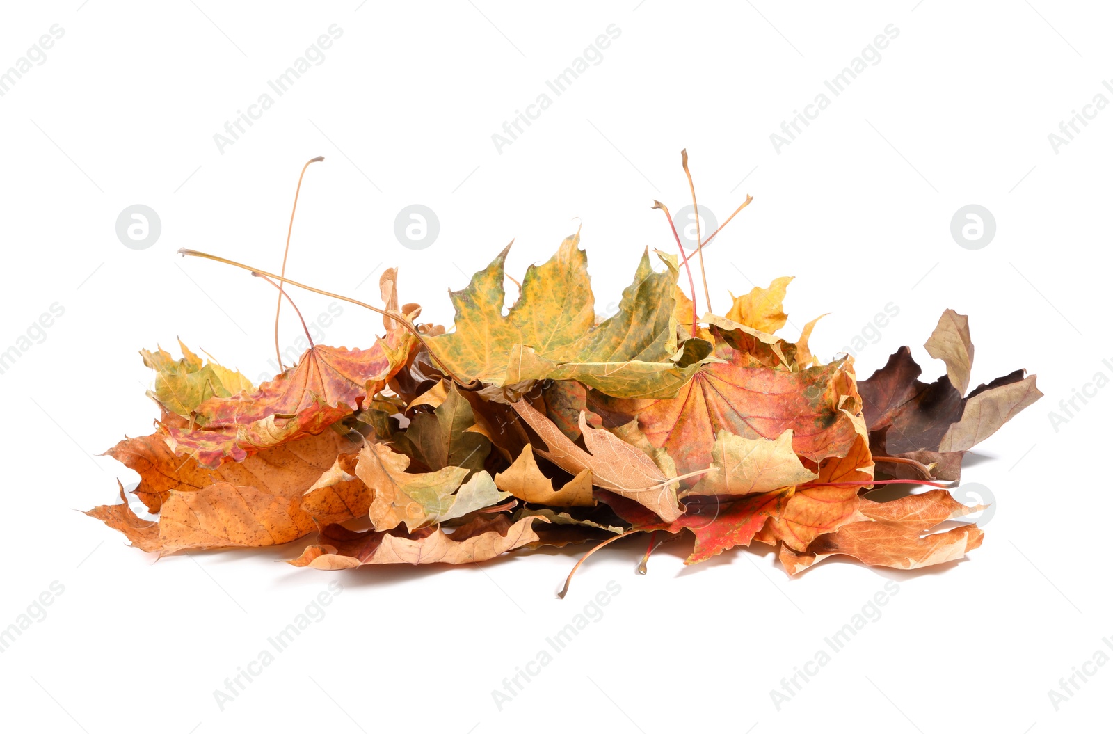 Photo of Pile of dry autumn leaves isolated on white