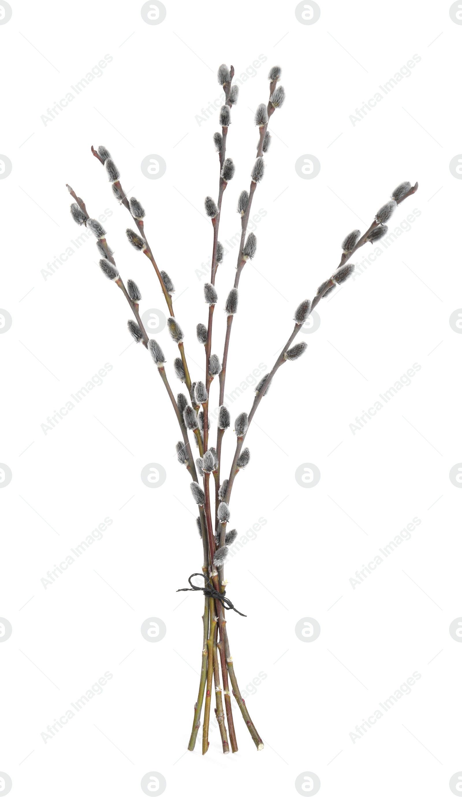 Photo of Beautiful blooming pussy willow branches on white background