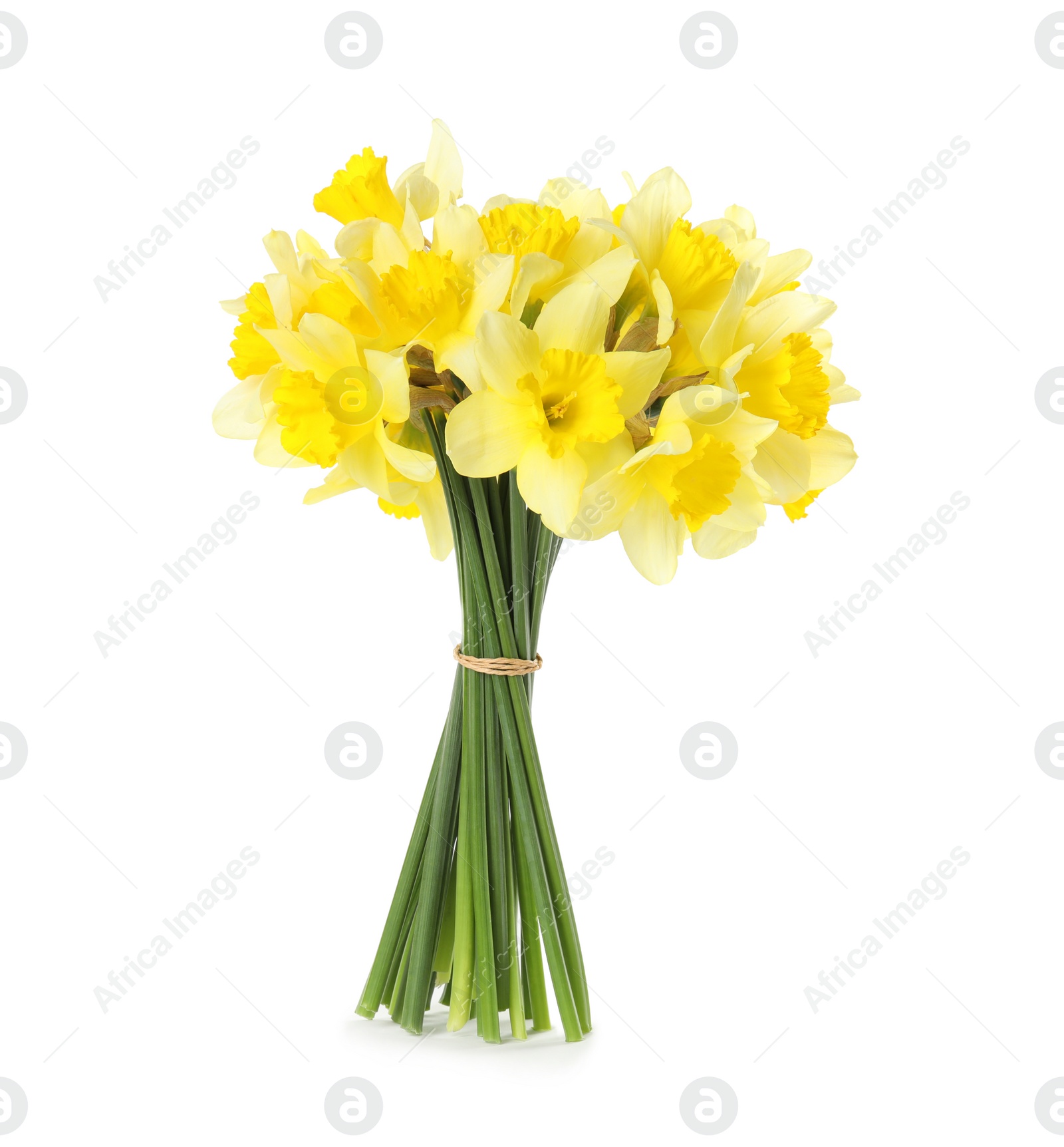 Photo of Bouquet of daffodils on white background. Fresh spring flowers