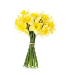 Bouquet of daffodils on white background. Fresh spring flowers