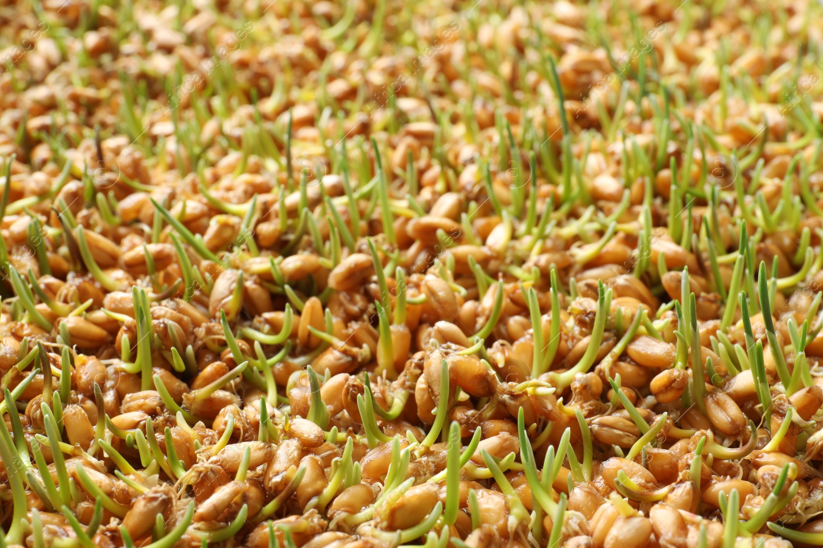 Photo of Sprouted wheat grass seeds as background, closeup