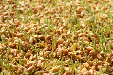 Photo of Sprouted wheat grass seeds as background, closeup