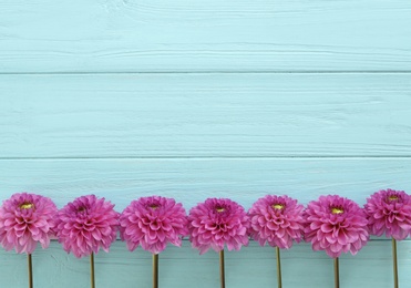 Photo of Beautiful purple dahlia flowers on light blue wooden background, flat lay with space for text. Teacher's Day