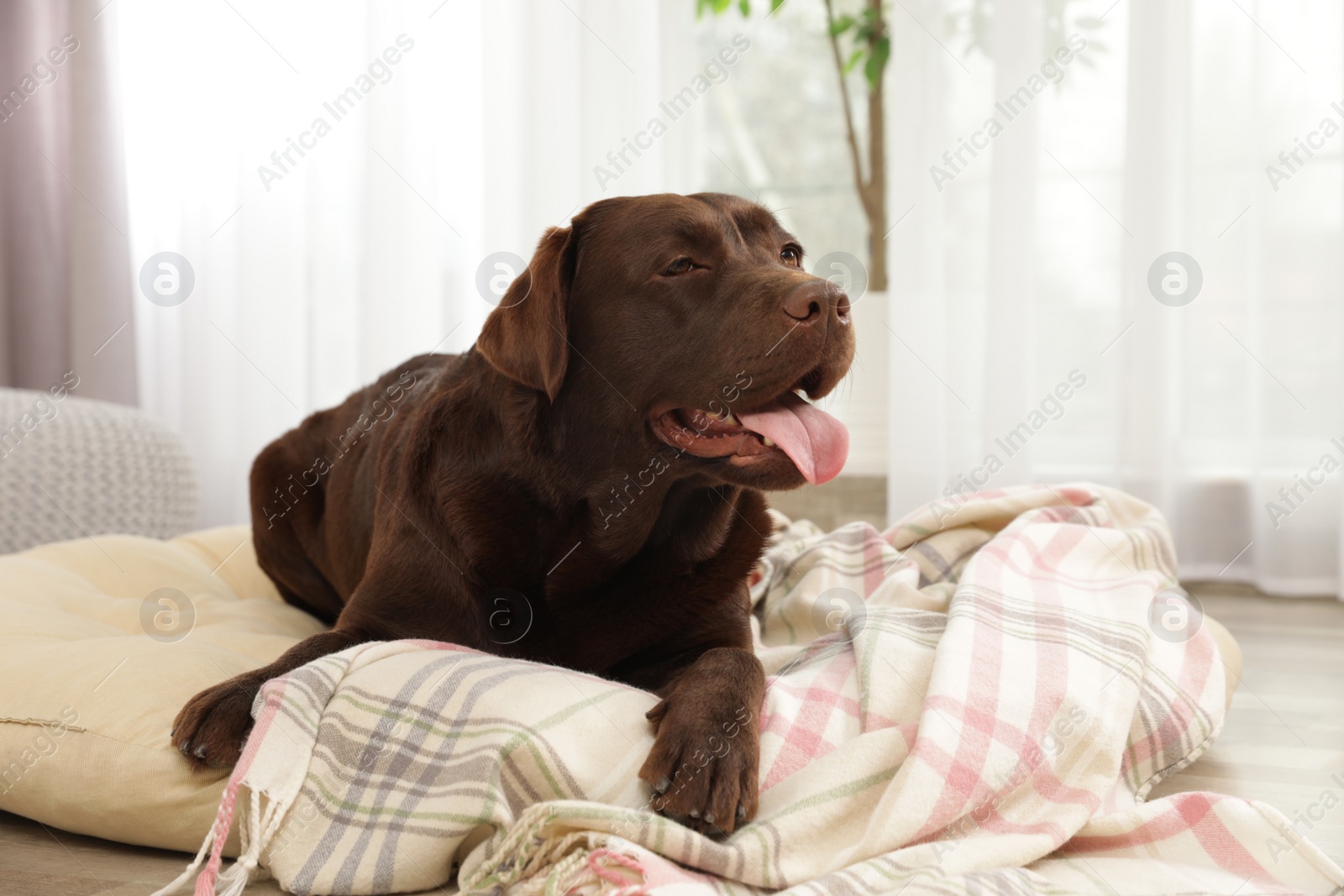 Photo of Chocolate labrador retriever on pet pillow indoors