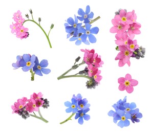 Image of Set with beautiful tender forget me not flowers on white background 