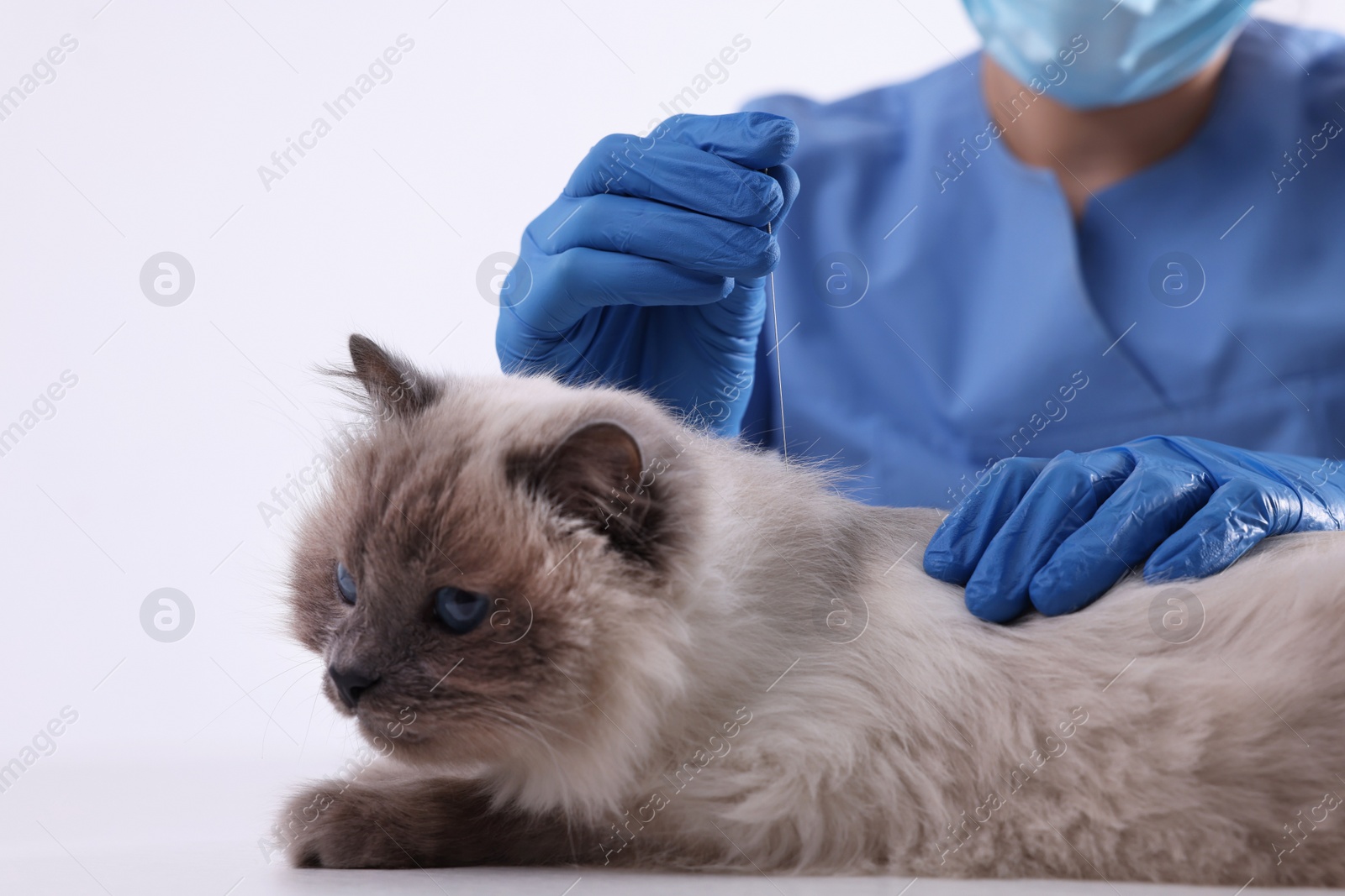 Photo of Veterinary holding acupuncture needle near cat's neck on white background, closeup. Animal treatment