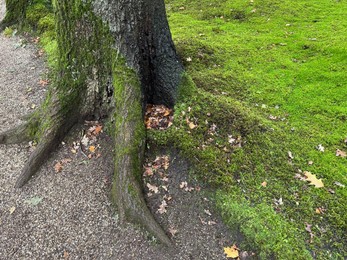 Photo of Bright moss and tree near pathway in park