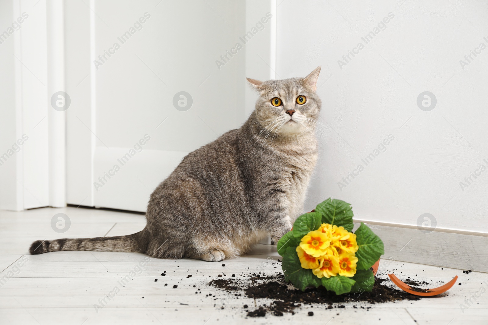 Photo of Cute cat and broken flower pot with primrose plant on floor indoors