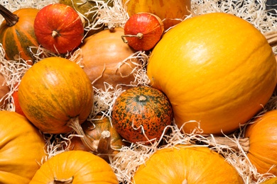 Photo of Many fresh raw whole pumpkins and wood shavings as background. Holiday decoration