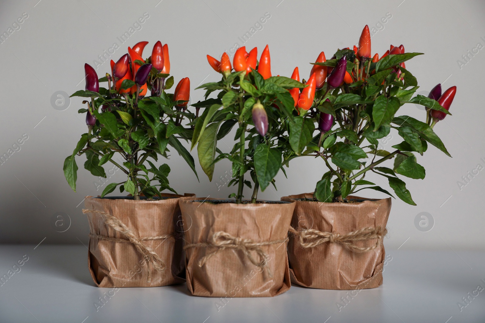 Photo of Capsicum Annuum plants. Many potted multicolor Chili Peppers on light grey background