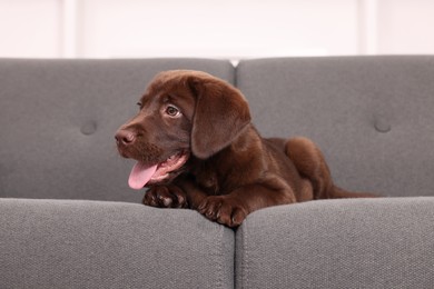 Cute chocolate Labrador Retriever puppy on sofa indoors. Lovely pet