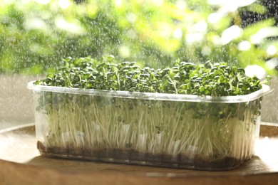 Spraying sprouted arugula seeds on wooden table